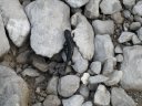 Una salamandra incontrata sul sentiero