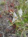 <i>Chloraea magellanica</i>